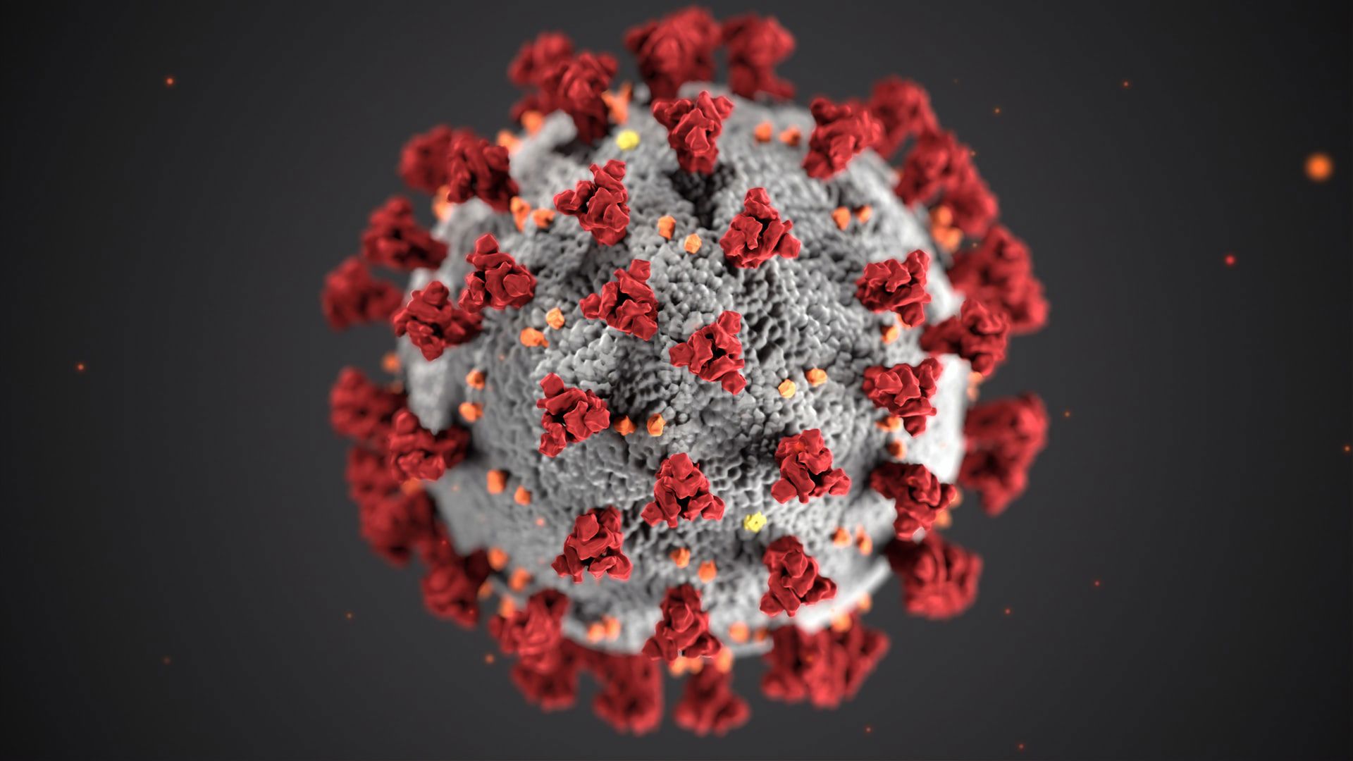 Photo of an under the microscope view of coronavirus
